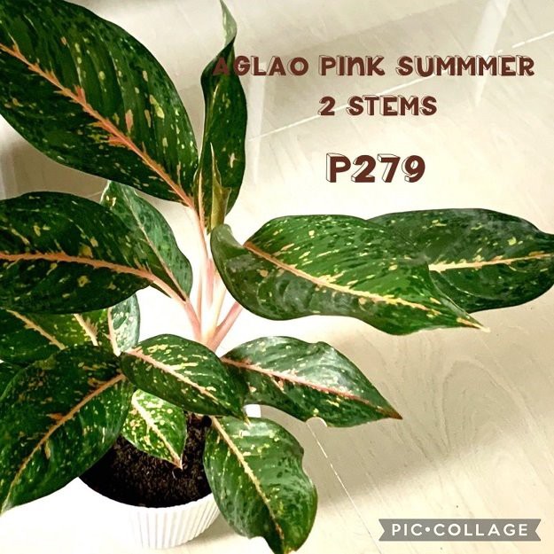 Aglaonema rose d