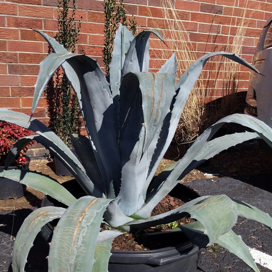 Agave bleu